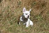 BOULEDOGUE FRANCAIS 223